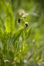 Flora of Gran Canaria - Ophrys bombyliflora, the bumblebee orchid Royalty Free Stock Photo