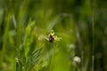 Flora of Gran Canaria - Ophrys bombyliflora, the bumblebee orchid Royalty Free Stock Photo