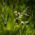 Flora of Gran Canaria - Ophrys bombyliflora, the bumblebee orchid Royalty Free Stock Photo