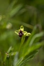 Flora of Gran Canaria - Ophrys bombyliflora, the bumblebee orchid Royalty Free Stock Photo