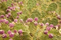 Flora of Gran Canaria - Opuntia stricta