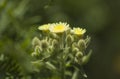 Flora of Gran Canaria - Andryala integrifolia