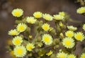 Flora of Gran Canaria - Andryala integrifolia