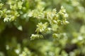 Flora of Gran Canaria - Paronychia canariensis