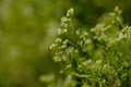 Flora of Gran Canaria - Paronychia canariensis, Canary chickweed