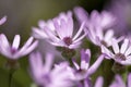 Flora of Gran Canaria - Pericallis webbii