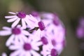 Flora of Gran Canaria - Pericallis webbii