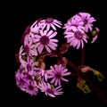 Flora of Gran Canaria - Pericallis webbii