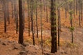 Flora of Gran Canaria - Pinus canariensis, fire-resistant Canary pine, able to recuperate after wildfire