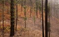 Flora of Gran Canaria - Pinus canariensis, fire-resistant Canary pine, able to recuperate after wildfire