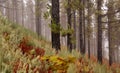 Flora of Gran Canaria - Pinus canariensis, fire-resistant Canary pine, able to recuperate after wildfire