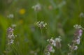 Flora of Gran Canaria - Plantago lagopus or harefoot fleawort flowering