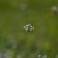 Flora of Gran Canaria - Plantago lagopus or harefoot fleawort flowering