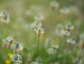 Flora of Gran Canaria - Plantago lagopus or harefoot fleawort flowering