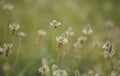 Flora of Gran Canaria - Plantago lagopus or harefoot fleawort flowering Royalty Free Stock Photo