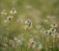 Flora of Gran Canaria - Plantago lagopus or harefoot fleawort flowering