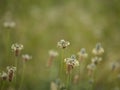 Flora of Gran Canaria - Plantago lagopus or harefoot fleawort flowering