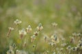 Flora of Gran Canaria - Plantago lagopus or harefoot fleawort flowering