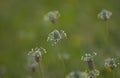 Flora of Gran Canaria - Plantago lagopus or harefoot fleawort flowering