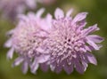 Flora of Gran Canaria - Pterocephalus dumetorus, mountain scabious endemic to the central Canary Islands