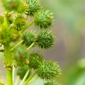 Flora of Gran Canaria - Ricinus communis, the castor bean, introduced species