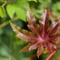 Flora of Gran Canaria - Ricinus communis, the castor bean, introduced species