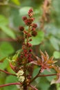 Flora of Gran Canaria - Ricinus communis, the castor bean, introduced species