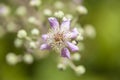 Flora of Gran Canaria - Rubus ulmifolius