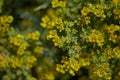 Flora of Gran Canaria - Ruta chalepensis, fringed rue, introduced species Royalty Free Stock Photo