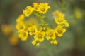 Flora of Gran Canaria - Ruta chalepensis Royalty Free Stock Photo