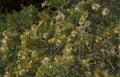 Flora of Gran Canaria -  Salsola divaricata saltwort, salt tolerant plant Royalty Free Stock Photo