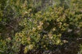 Flora of Gran Canaria -  Salsola divaricata saltwort, salt tolerant plant Royalty Free Stock Photo