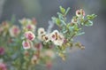 Flora of Gran Canaria - Salsola divaricata saltwort  salt tolerant plant Royalty Free Stock Photo