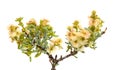 Flora of Gran Canaria -  Salsola divaricata saltwort, salt tolerant plant endemic to the Canary Islands Royalty Free Stock Photo