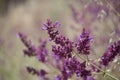 Flora of Gran Canaria - Salvia Canariensis