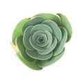 Flora of Gran Canaria - small Aeonium plant Royalty Free Stock Photo