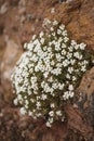 Flora of Gran Canaria - small crucifers Lobularia canariensis, endemic to Canary Islands