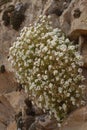 Flora of Gran Canaria - small crucifers Lobularia canariensis, endemic to Canary Islands