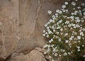 Flora of Gran Canaria -  small crucifers Lobularia canariensis, endemic to Canary Islands Royalty Free Stock Photo