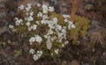 Flora of Gran Canaria - small crucifers Lobularia canariensis, endemic to Canary Islands