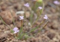 Flora of Gran Canaria - small pink flowers of Petrorhagia nanteuilii Royalty Free Stock Photo