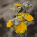 Flora of Gran Canaria -  Sonchus acaulis, sow thistle endemic to central Canary Islands Royalty Free Stock Photo