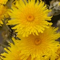 Flora of Gran Canaria -  Sonchus acaulis, sow thistle endemic to central Canary Islands Royalty Free Stock Photo