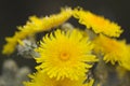 Flora of Gran Canaria -  Sonchus acaulis, sow thistle endemic to central Canary Islands Royalty Free Stock Photo