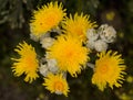 Flora of Gran Canaria -  Sonchus acaulis, sow thistle endemic to central Canary Islands Royalty Free Stock Photo