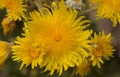 Flora of Gran Canaria -  Sonchus acaulis, sow thistle endemic to central Canary Islands Royalty Free Stock Photo