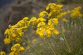 Flora of Gran Canaria -  Sonchus acaulis, sow thistle endemic to central Canary Islands Royalty Free Stock Photo