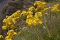 Flora of Gran Canaria -  Sonchus acaulis, sow thistle endemic to central Canary Islands Royalty Free Stock Photo