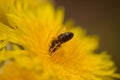 Flora of Gran Canaria -  Sonchus acaulis, sow thistle endemic to central Canary Islands Royalty Free Stock Photo