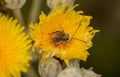 Flora of Gran Canaria -  Sonchus acaulis, sow thistle endemic to central Canary Islands Royalty Free Stock Photo